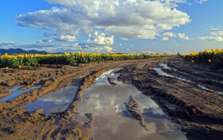 Skagit Valley Daffodils6em