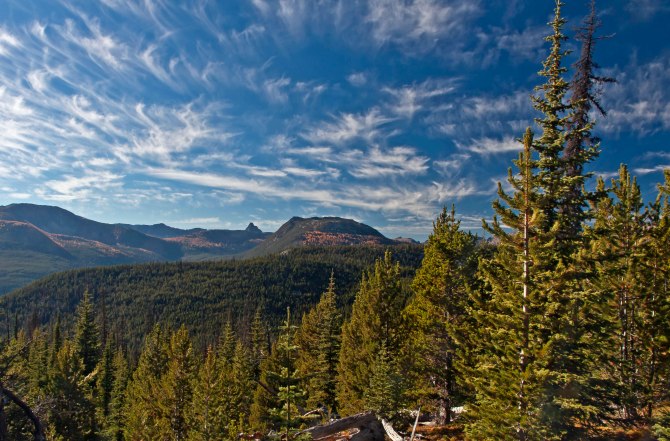 Boundary Trail larch 1 em
