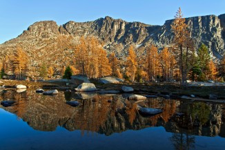 Boundary Trail larch 12 em