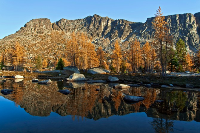 Boundary Trail larch 12 em