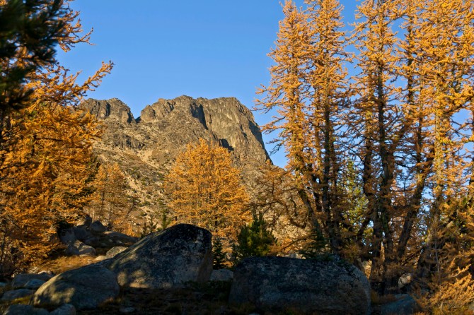 Boundary Trail larch 18 em