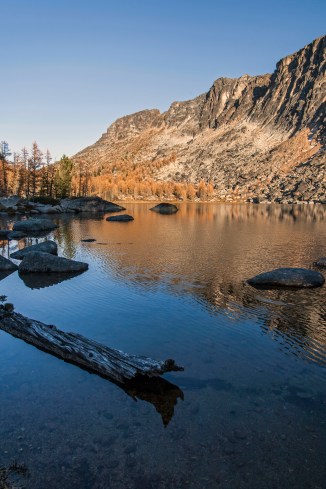 Boundary Trail larch 22 em