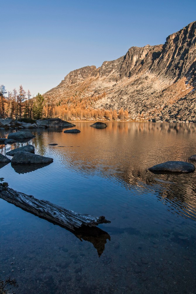 Boundary Trail larch 22 em