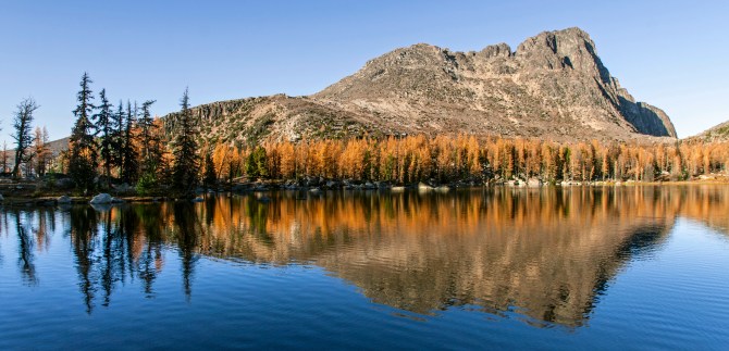 Boundary Trail larch 29 m1