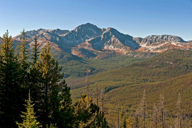 Boundary Trail larch 3 em