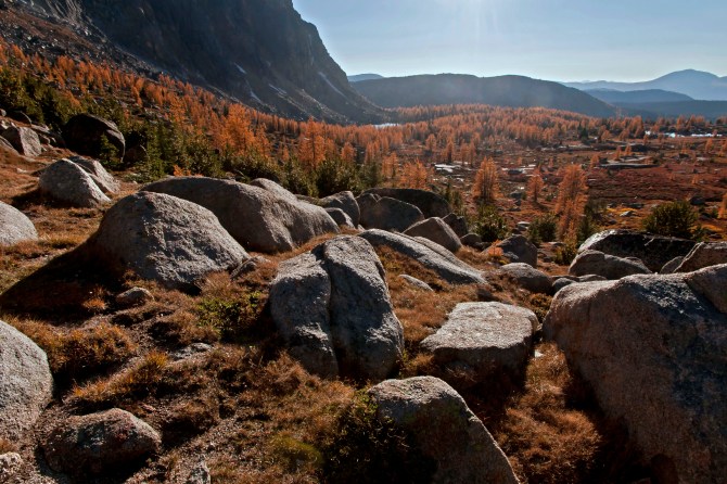 Boundary Trail larch 302 em