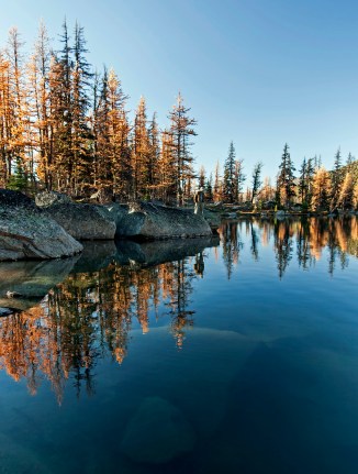 Boundary Trail larch 303 em