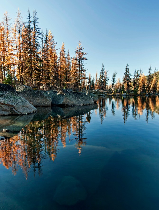 Boundary Trail larch 303 em