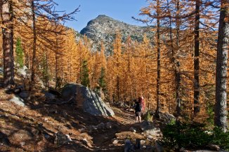 Boundary Trail larch 5 em