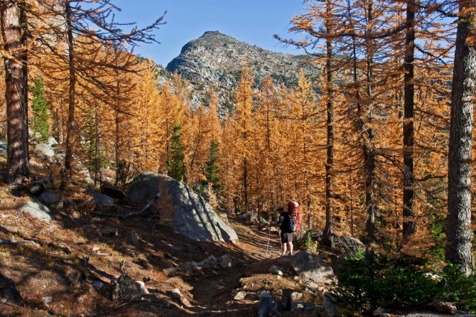 Boundary Trail larch 5 em
