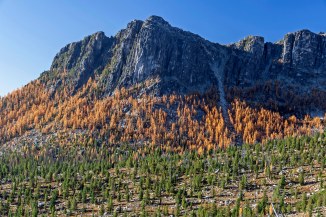 Boundary Trail larch 6 em