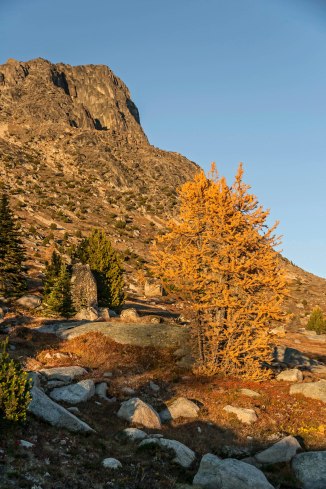 Boundary Trail larch 8 em