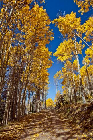 Iron Gate road trees em