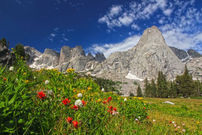 More wildflowers in the basin at Lonesome Lake, Cirque of the Towers, Wind River Range, Wyoming