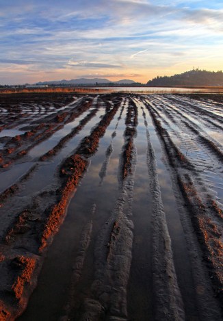 lines into the sunset