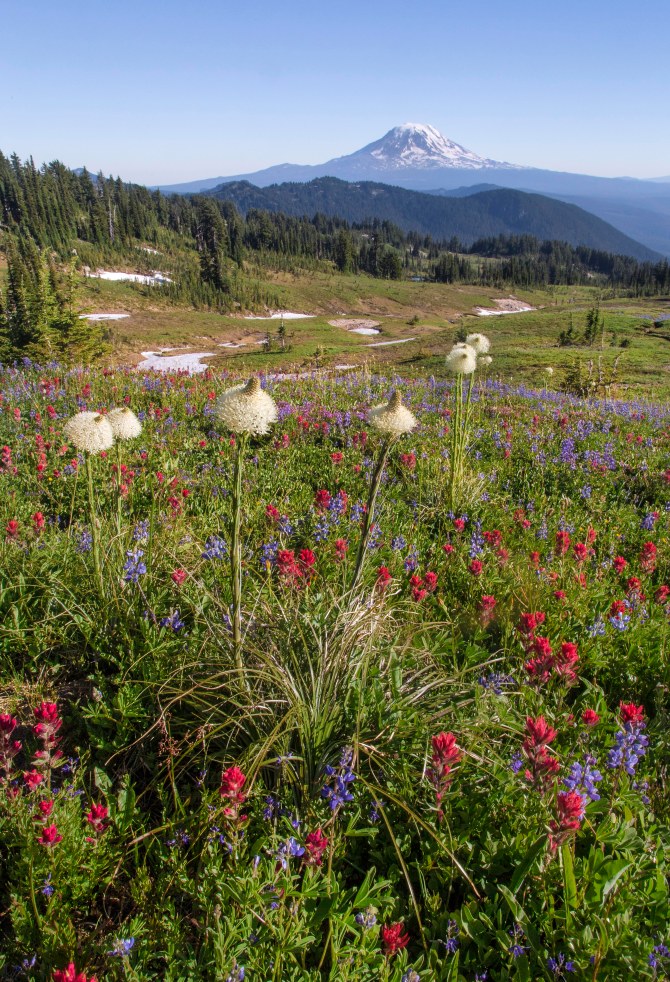 Mount Adams from along the PCT, Goat Rocks Wilderness
