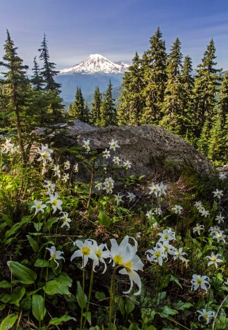 Mount Rainier and Avalanche Lilies, Goat Rocks Wilderness