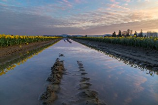 yellow rows 2014 5em