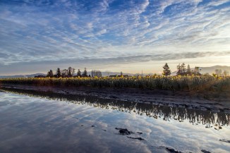 yellow rows 2014 6em