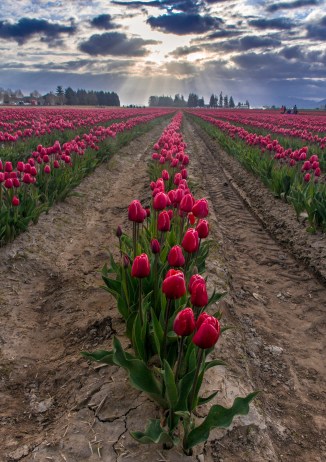 yellow rows 2014 8em