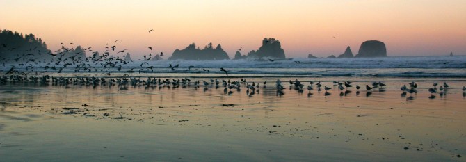 Point of the Arches, Shi Shi Beach