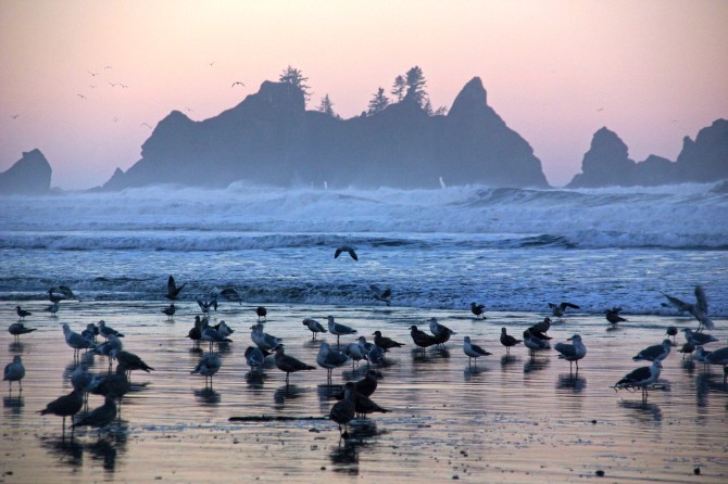 Point of the Arches, Shi Shi Beach