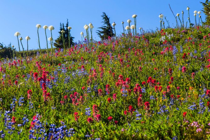Wildflowers, Goat Rocks Wilderness em