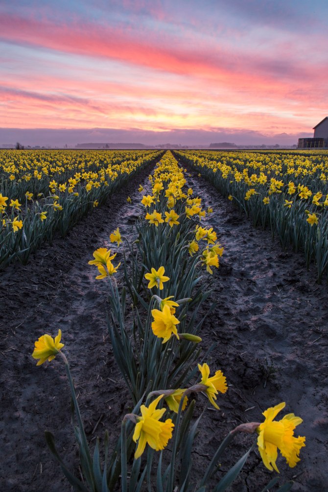 Skagit Valley Daffodils