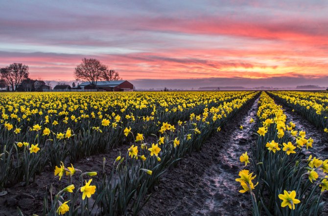 Skagit Valley Daffodils
