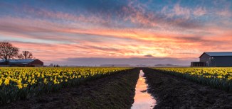 Skagit Valley Daffodils