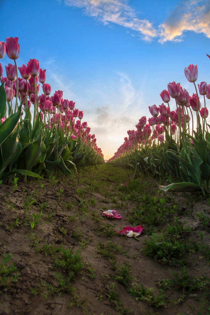 infinite pink tulips 