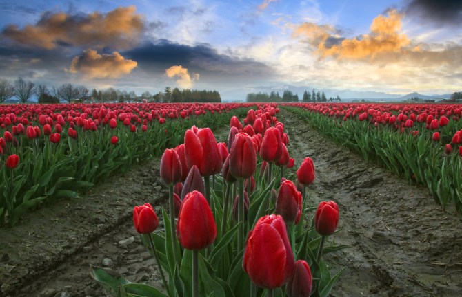 red tulips blue and orange sky