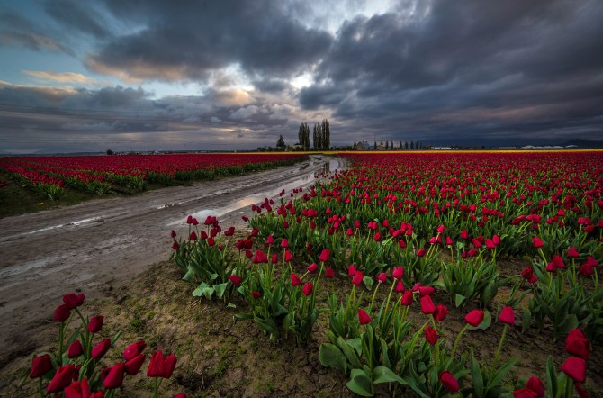 tulips-10m