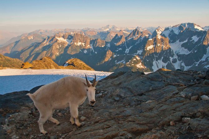 Mountain Goat at North Cascades National Park
