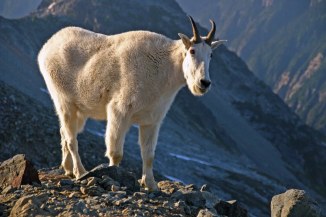 Mountain Goat at North Cascades National Park 