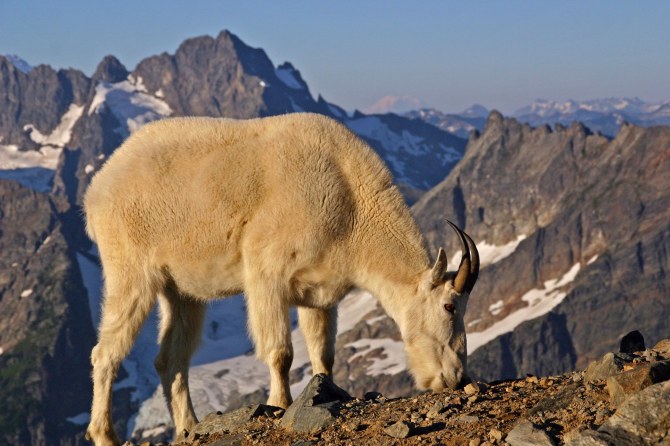 Mountain Goat at North Cascades National Park 