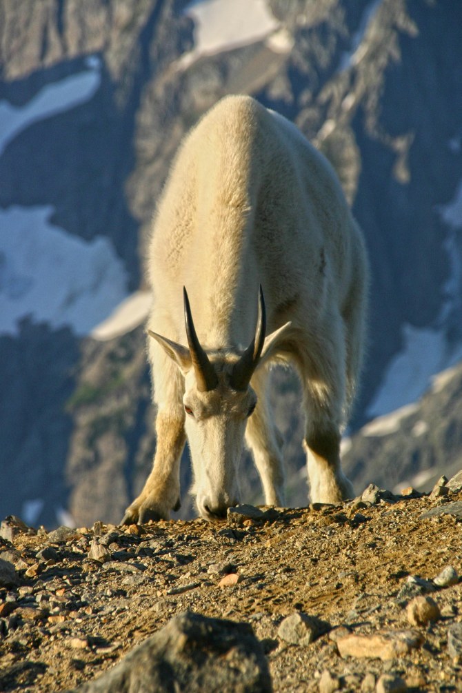 Mountain Goat at North Cascades National Park