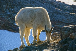 andyporter_northcascadesgoat9