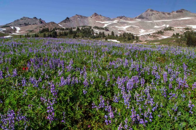 Upholstered in Lupine