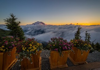 Mount Rainier and flowers