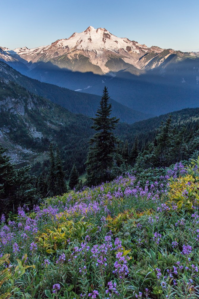 Glacier Peak, wildflowers