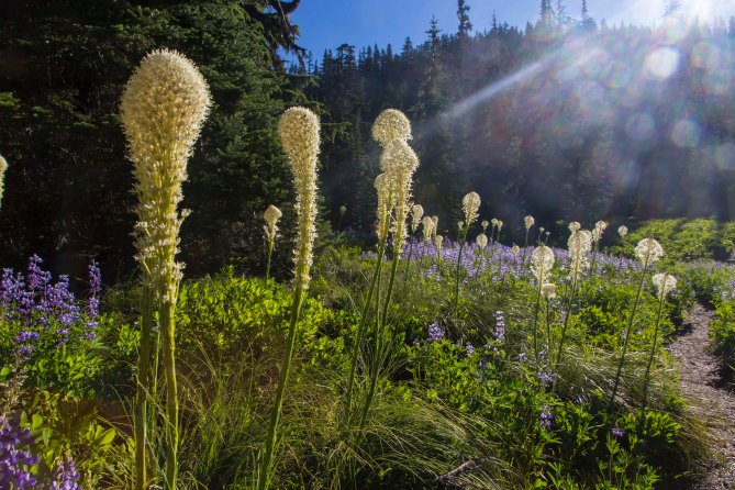 Morning light and Beargrass