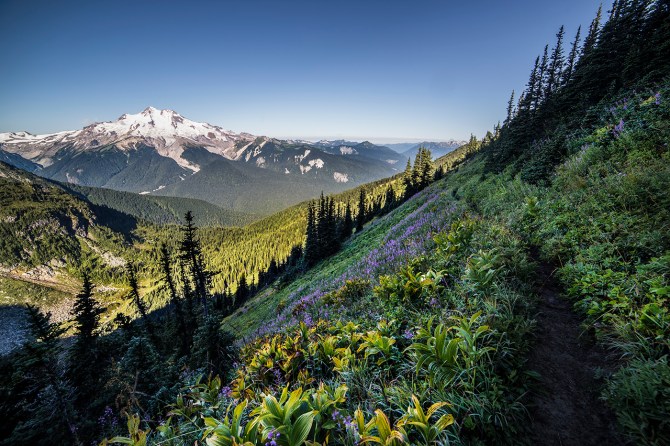 Glacier Peak, wildflowers