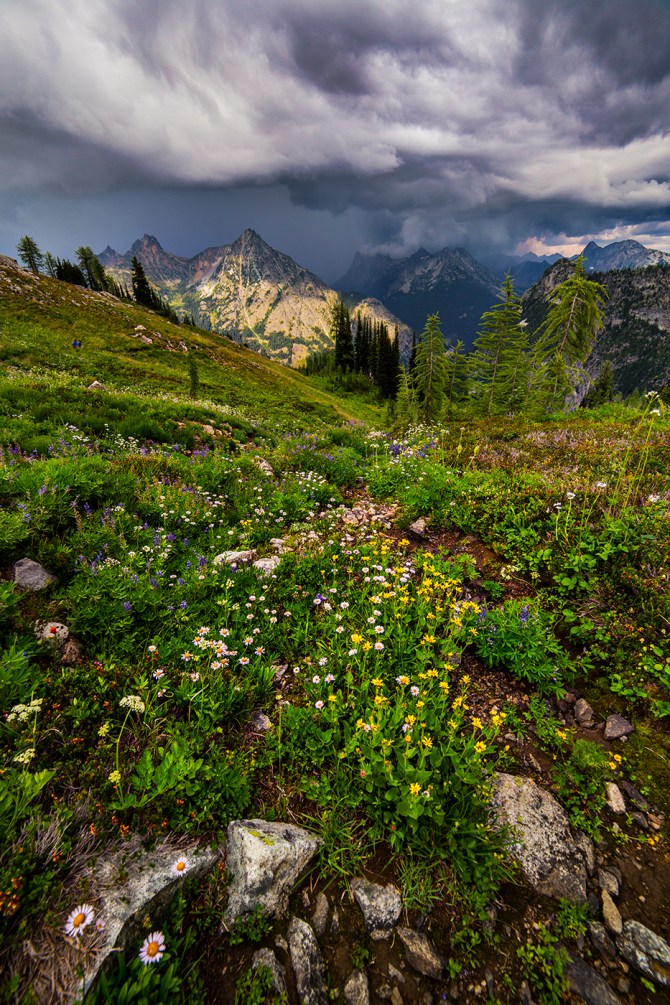 Wildflowers along the Maple Pass Trail