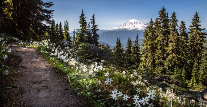 Avalanche Lilies along the Lily Basin Trail