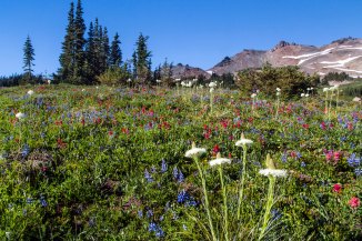 Acres of wildflowers