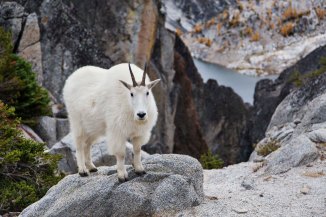 Enchantments and Mountain Goats 