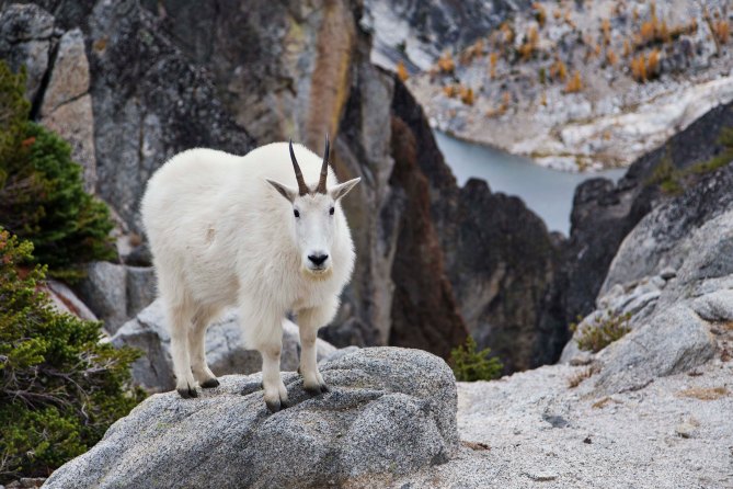 Enchantments and Mountain Goats 