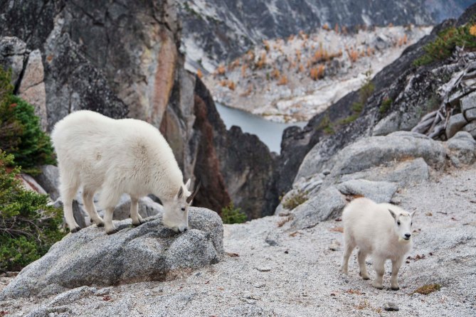 Enchantments and Mountain Goats 