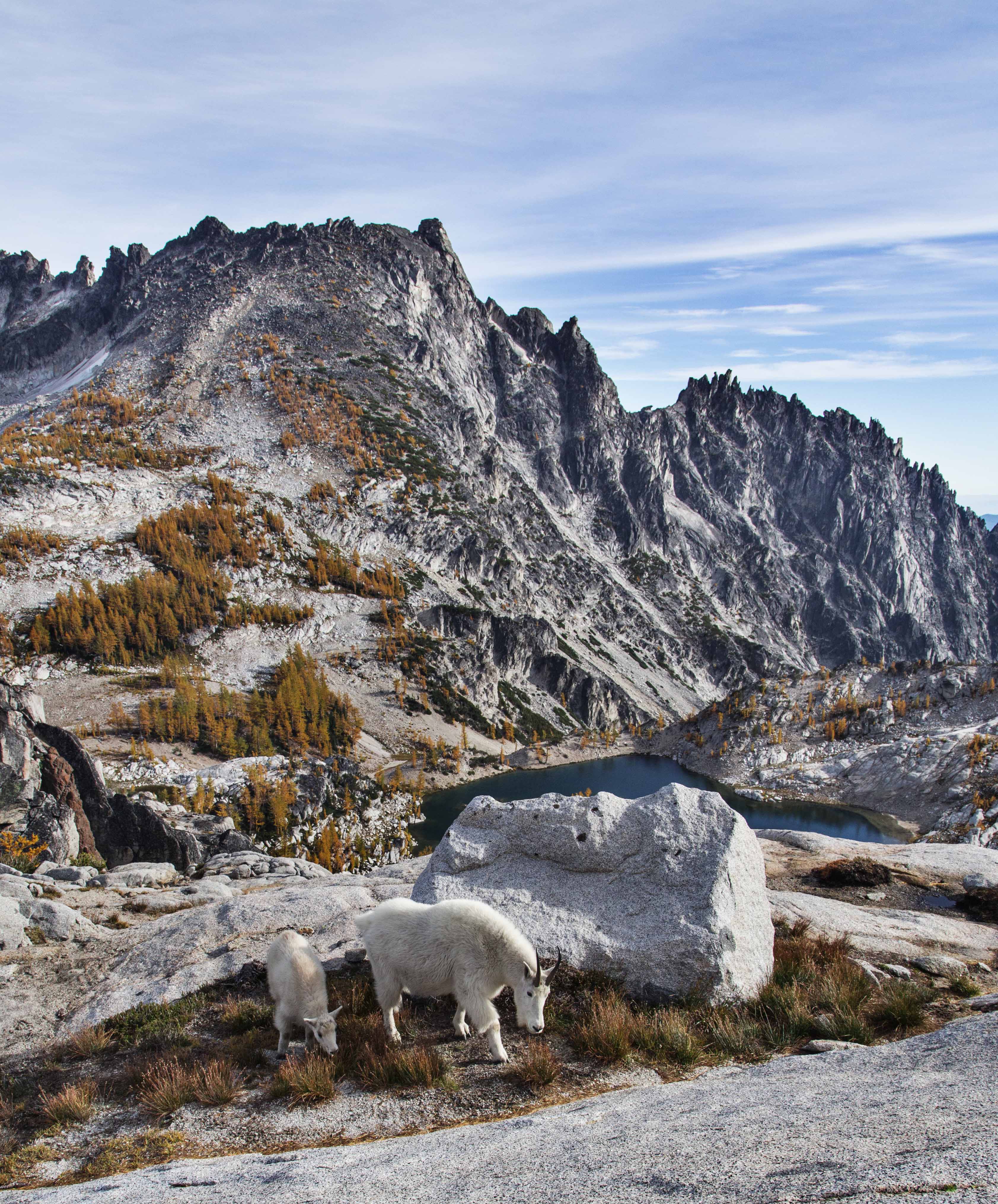 Enchantments and Mountain Goats